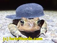 /home//u458753944/public_html/sourcegallery//Roxborough Toad Detour/2022/2022-04-14 and 04-13/P4141020.JPG